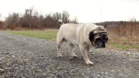 pug talking a short walk around the park