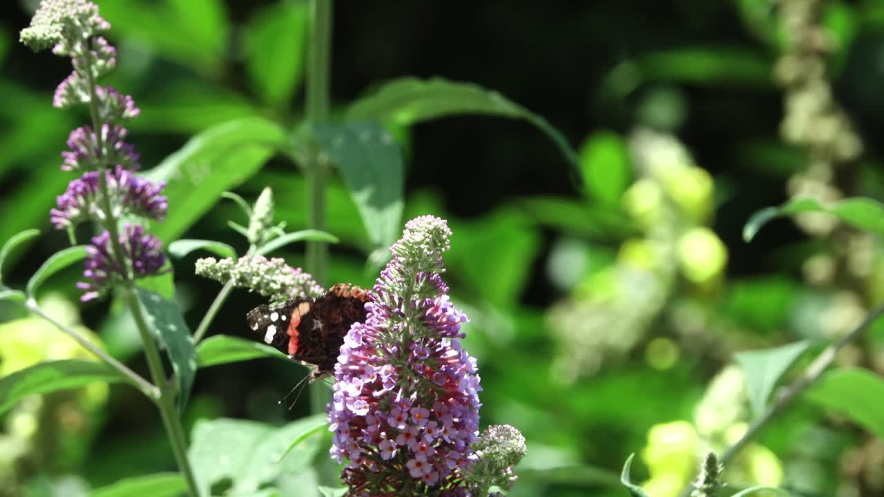 Butterfly feeding on purple flowers of buddleia in the sunshine