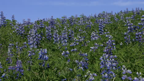 Meadow-with-violet-lupine-flowers,-gently-moving-with-wind-on-sunny-day