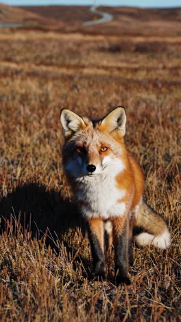 a fox in a dry grass field