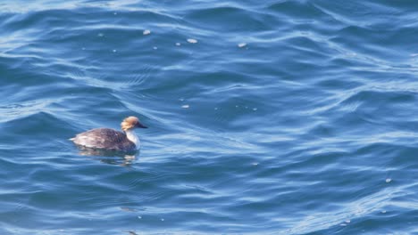Wide-shot-of-the-beautiful-hooded-grebe-taking-a-plunge-as-it-dives-underwater-to-fish