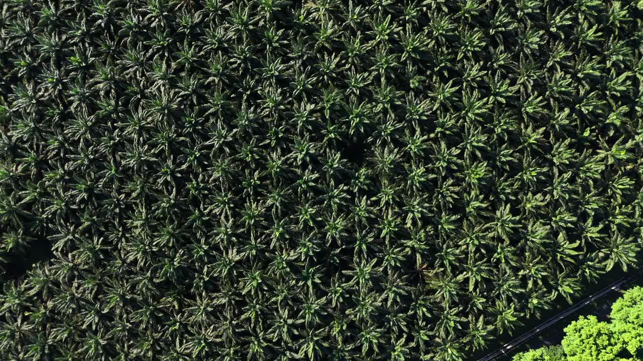 Aerial drone view of palm oil tree plantation in sumatra indonesia birds eye view bukit lawang