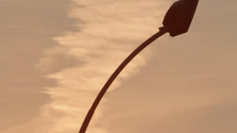 sea gull sitting at lantern on sunset background. bird on lamppost in boat port