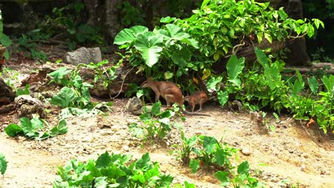 Mutter-Und-Kind-Wallaby,-Macropus-Agilis,-Ruht-An-Einem-Heißen,-Sonnigen-Tag-Im-Schatten-Unter-Dichter-Vegetation