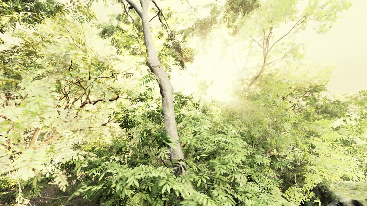 태양 광선에 의해 강조 된 잎 숲에서 안개 봄 아침