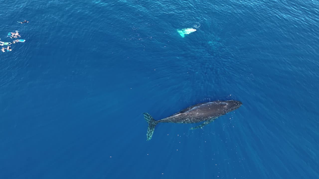 Group of snorkelers Swimming with The Female Humpback Whale And Calf In Moorea Island, French Polynesia