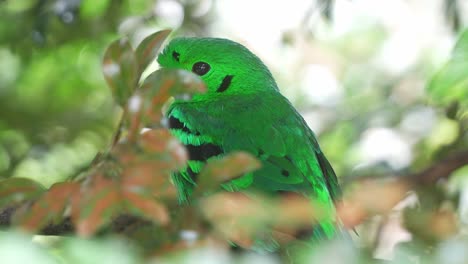 una foto de cerca de una especie de pájaro verde oculto en una rama de árbol con un plumaje vibrante que se mezcla perfectamente con la vegetación exuberante, una especie de ave casi amenazada en el sureste de asia
