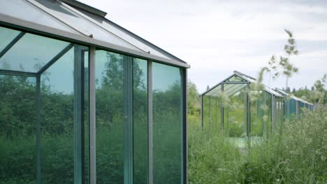 Row-of-greenhouses-in-lush-field,-overgrown-plants-surrounding-glass-structures-in-daylight