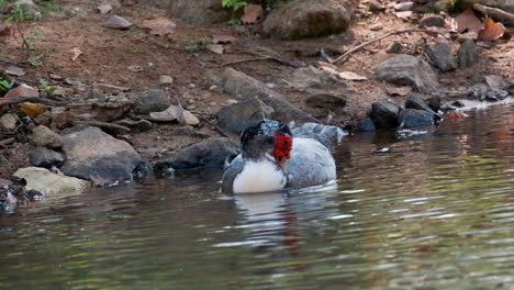 a muscovy duck in the water