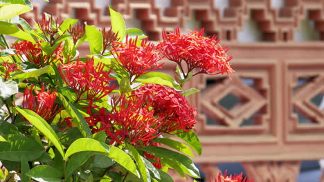 a single bee buzzing and foraging for some nectar from a shrub of orange jungle geranium ixora coccinea in bangkok, thailand