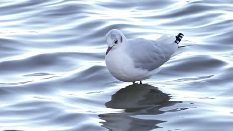 Vogel-Geht-Auf-Dem-Wasser