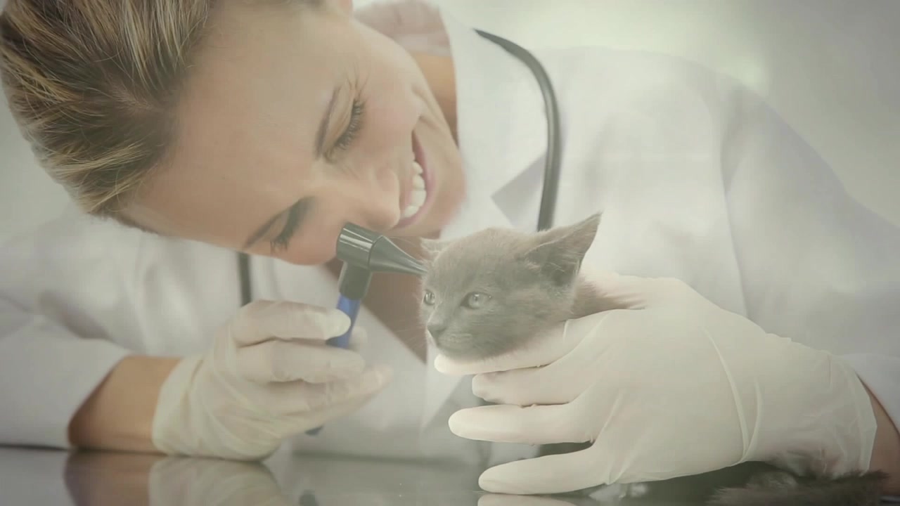 Female vet bringing otoscope to kitten, performing ear exam for checkup on table with bokeh overlay