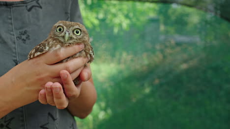 a baby owl in child's hands