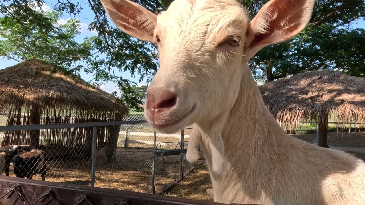 Una curiosa capra bianca si guarda intorno e interagisce con l'ambiente in una fattoria soleggiata.