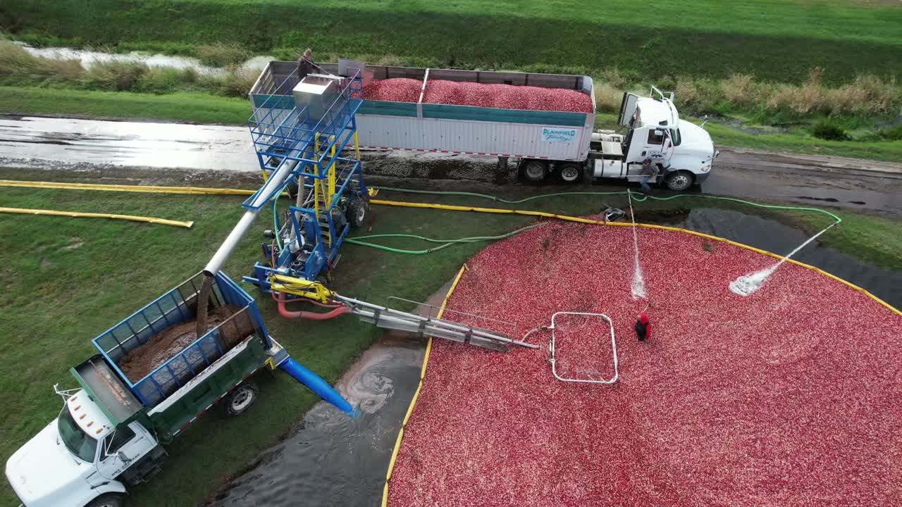 From the cranberry bog, cranberries are pumped up into a separator