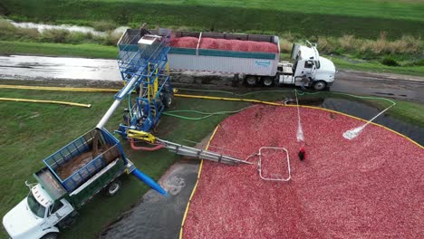 From-the-cranberry-bog,-cranberries-are-pumped-up-into-a-separator