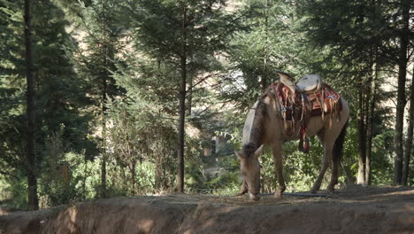 un burro descansando entre paseos en un parque nacional en méxico