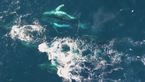 gigantes graciosos: cautivadoras vistas aéreas de majestuosos grupos de ballenas en su hábitat natural deslizándose a través de las aguas del océano