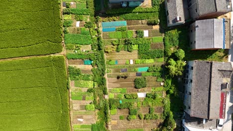 top-down aerial view of a farming village in jiangsu province, china, featuring water ponds nearby, highlighting the rural landscape and the integration of agriculture with natural water sources.