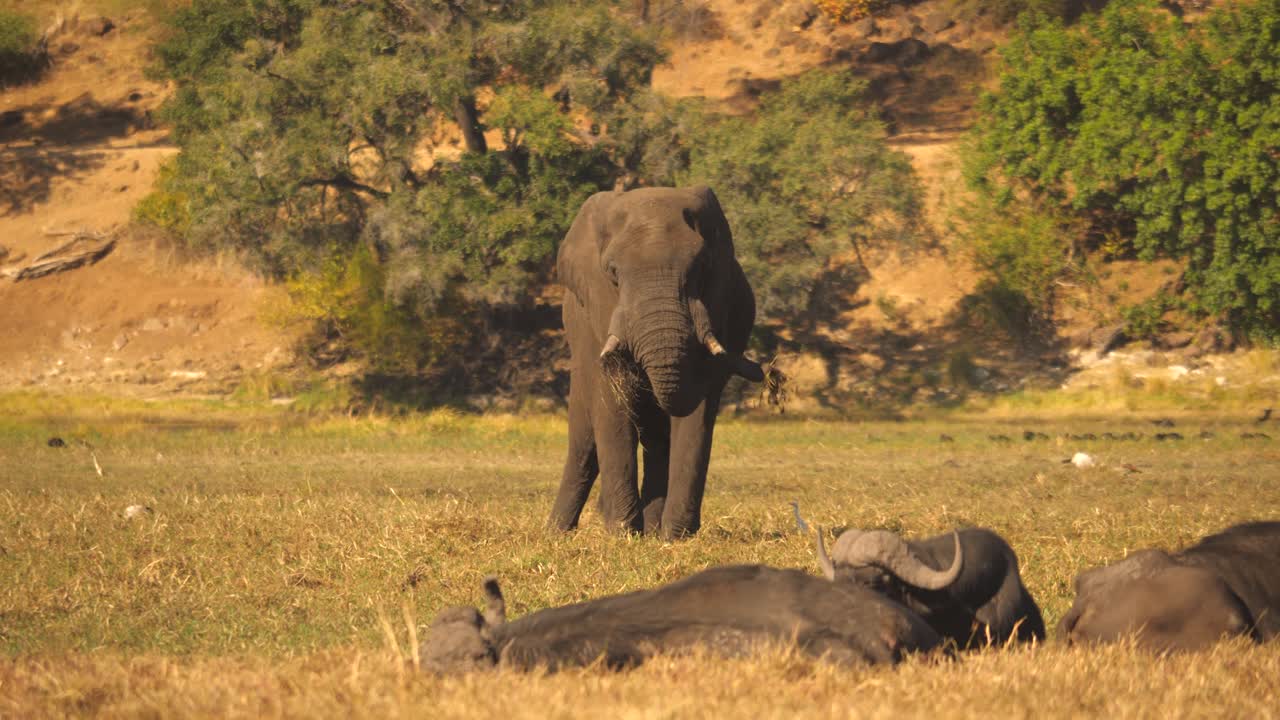고독한 아프리카 코끼리는 풀밭에 누워있는 버팔로 근처에서 풀을 먹고 서 있습니다.