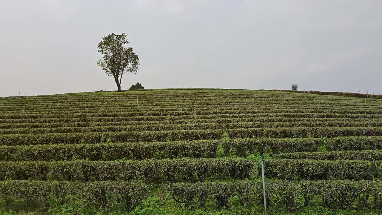 Choui Fong Tea Plantation Hills in Chiang Rai Thailand