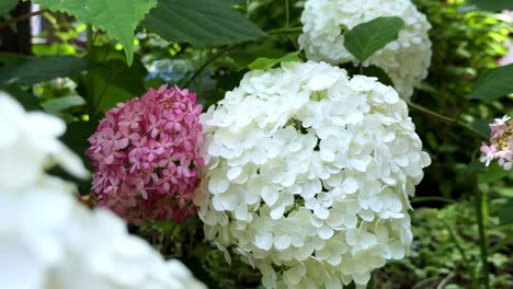 white and pink hydrangea blossoms in a lush green garden on a sunny day