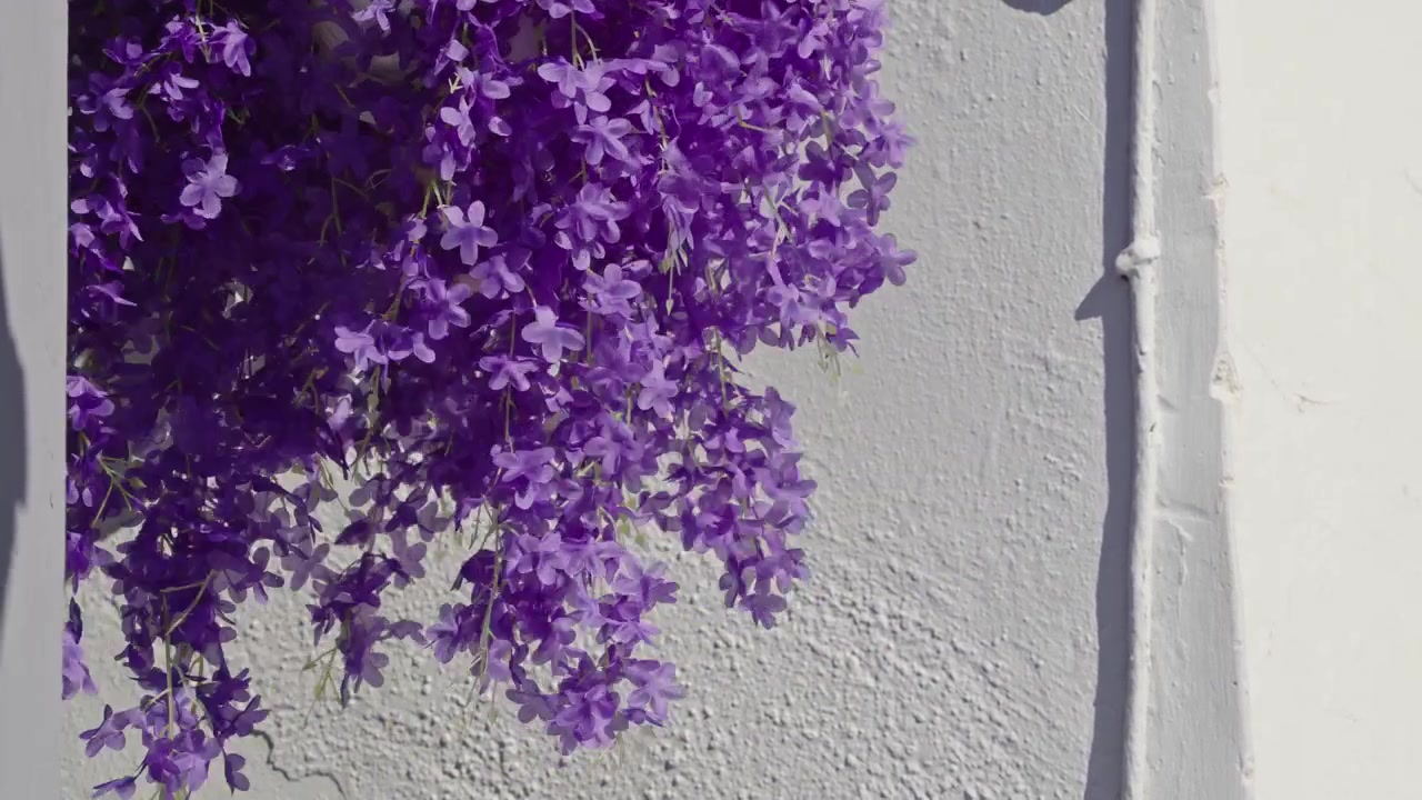 Grappolo di fiori viola brillanti pende accanto a una parete chiara e texturizzata sotto una forte luce diurna, creando un audace contrasto cromatico
