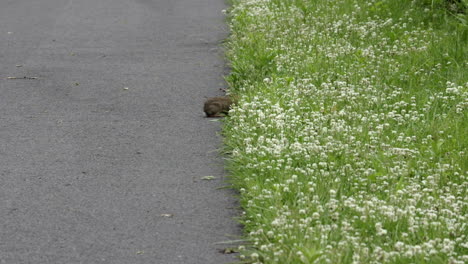 un conejo al lado de la carretera comiendo el bonito trébol verde