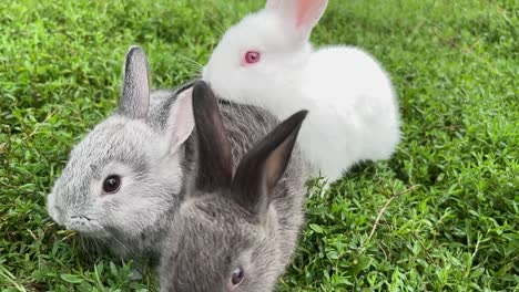 three rabbits in green grass