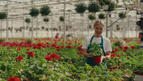 A woman tending to red flowers in a greenhouse