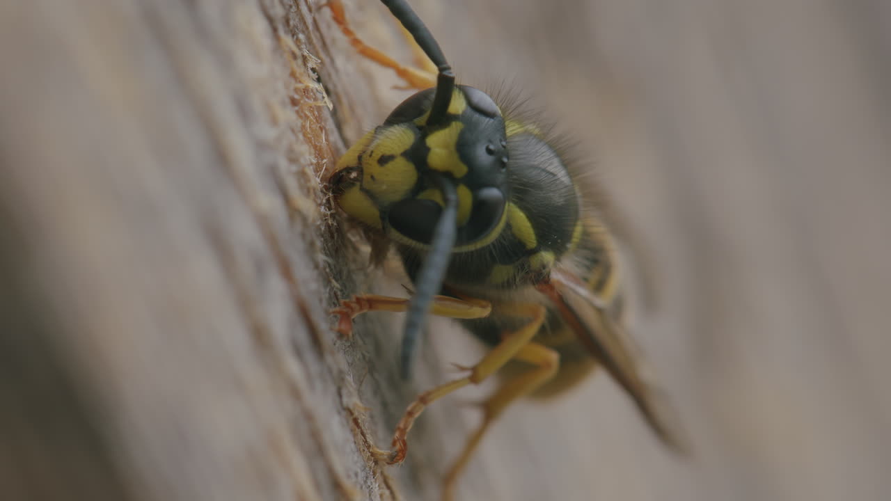 Wasp, Vespula vulgaris, digging and collecting wood for nest with mandibles. Macro closeup detail. Animal outside