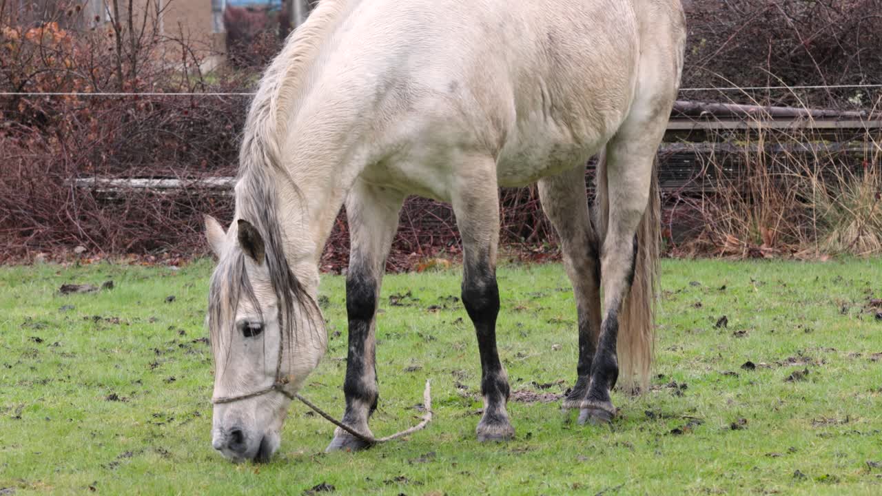 Weißes Pferd grast auf einer Wiese grünes Gras, das Fell ist nass nach einem regnerischen Tag