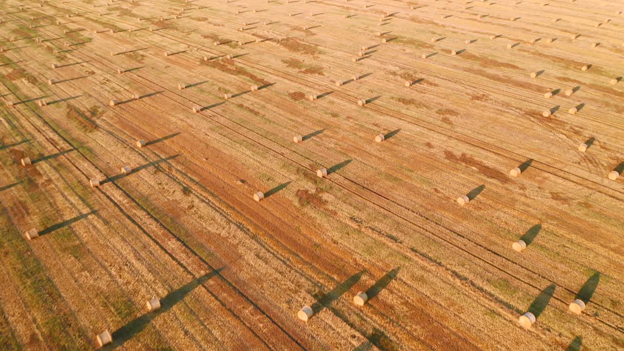 Shooting from a quadcopter flying over the golden field with roll bales of wheat straw.