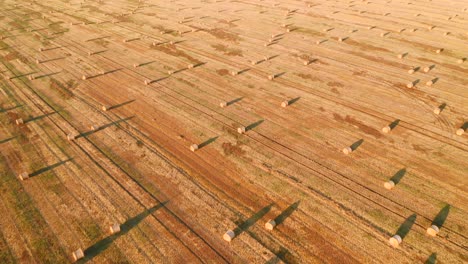 shooting from a quadcopter flying over the golden field with roll bales of wheat straw.