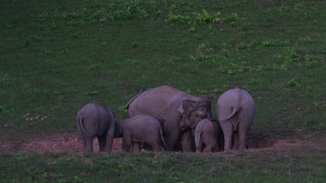 Kälber-Spielen,-Während-Die-Mütter-Salz-Von-Der-Salzlecke-Lecken,-Nationalpark-Khao-Yai,-Indischer-Elefant-Elephas-Maximus-Indicus,-Thailand