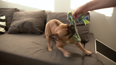 Cachorro-De-Bulldog-Francés-Divirtiéndose-Jugando-Con-Su-Dueño,-Está-Mordiendo-Y-Arrastrando-La-Mandíbula-De-Entrenamiento-De-Cuerda