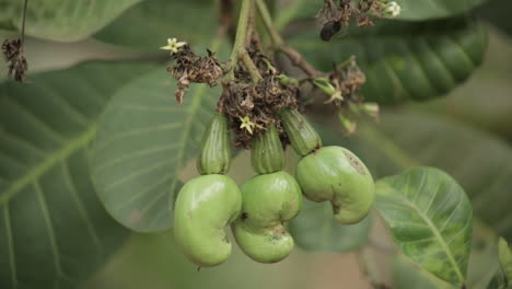 close up of very raw cashews growing on tree