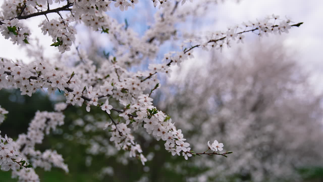 Beautiful delicate white flowers on the branch. Awesome nature of springtime.