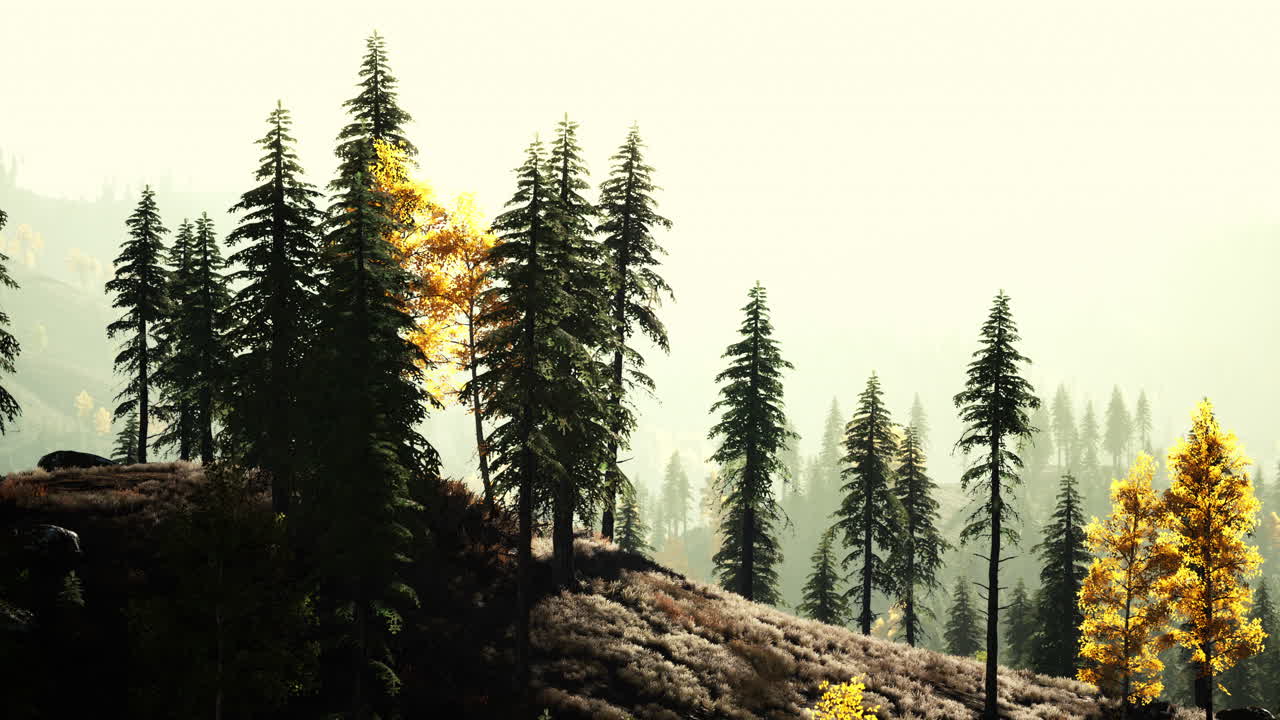 산에서 해가 지고 숲과 빛나는 태양