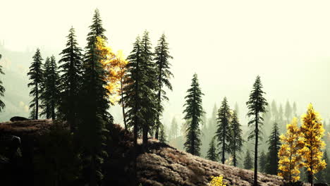 sunset in the mountains with forest and shining sun