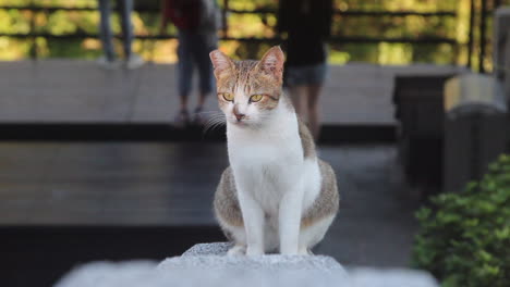 Un-Gato-Camina-Hacia-La-Cámara