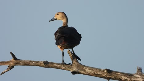 Pato-Que-Silba-En-El-árbol---área-Del-Estanque