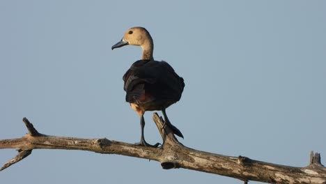 pato que silba en el árbol - área del estanque