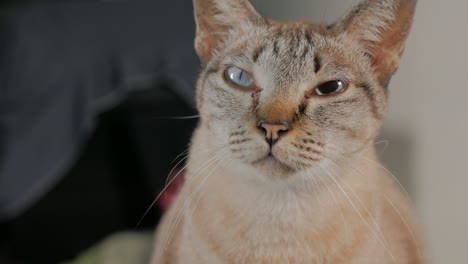 short hair cat with anisocoria symptom, an unequal pupil size