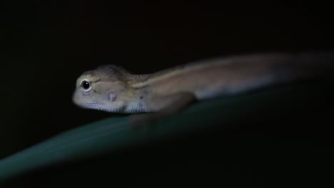 El-Lagarto-De-Jardín-Oriental-También-Se-Llama-Lagarto-De-Jardín-Oriental,-Chupasangre-Y-Lagarto-Cambiable