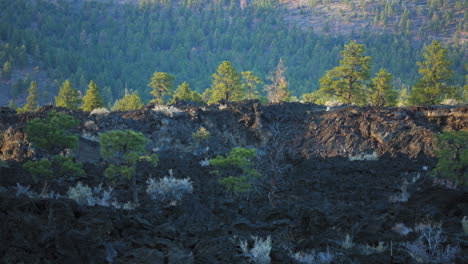 Bäume,-Die-Auf-Vulkanischen-Lavafelsen-Wachsen,-Wildniskonzept,-Dolly