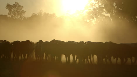 herd of cows walking in a dusty dry field at sunset in australia