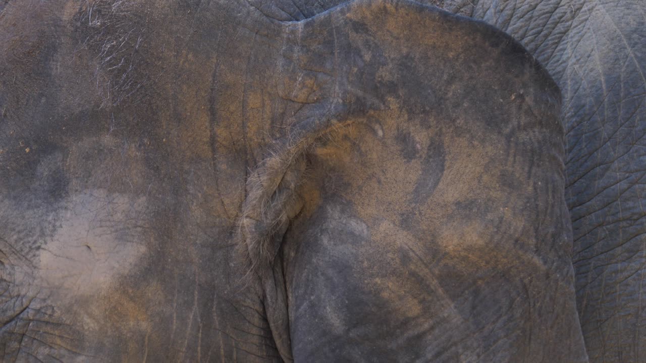 Asian Elephant Headshot In Phuket, Thailand. Close-up, Macro