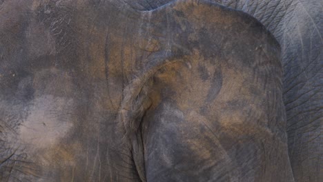 asian elephant headshot in phuket, thailand. close-up, macro
