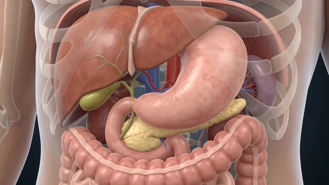 3D Medical Animation of Human Liver and Surrounding Viscera